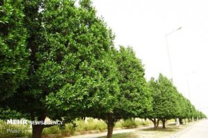 تنوع‌ گونه‌های بومی راه پایداری فضای سبز اهواز است