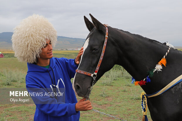 تهدید نژاد اسب اصیل ترکمن وقتی پای جوایز میلیونی در میان است