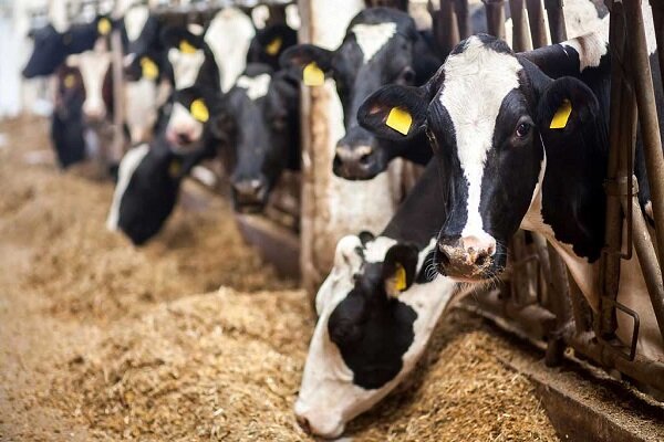 حذف ارز ۲۸۵۰۰ تومانی از کالاهای اساسی و پیامدهای اقتصادی آن