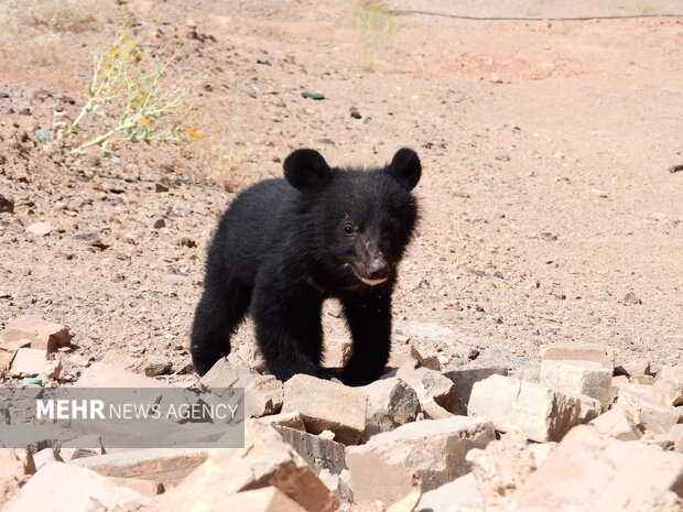 پرداخت نزدیک به ۴ میلیارد تومان غرامت حیات‌وحش به کشاورزان و دامداران انجام شد