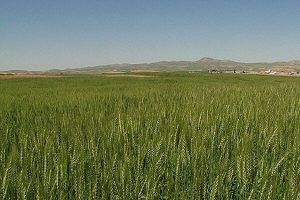 ۴۰۰هزار هکتار دیم زارهای آذربایجان‌غربی درطرح پایداری تولید کشت می شود