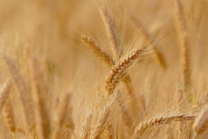 خرید ۱۰۴ هزار تن گندم از کشاورزان لرستانی