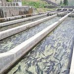 تولید ۴۰۱۵ تن ماهی خوراکی و ۱۹ میلیون قطعه ماهی زینتی در البرز